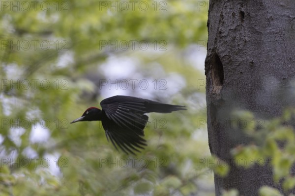 Black Woodpecker (Dryocopus martius) male flying away from breeding cavity, North Rhine-Westphalia, Germany