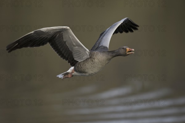 Greylag Goose (Anser anser) flying, Texel, Netherlands