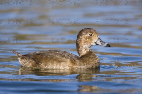 Redhead Aythya americana Tucson, ARIZONA, United States March Adult Female Anatidae