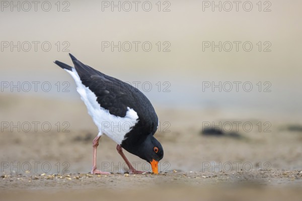 Eurasian Oystercatcher (Haematopus ostralegus) male, North Rhine-Westphalia, Germany