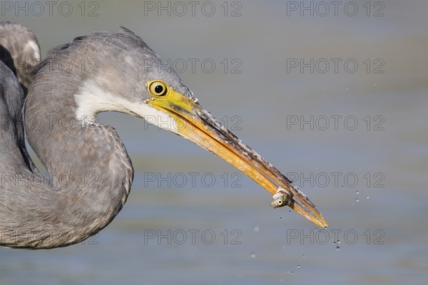 Western Reef Heron (Egretta gularis) eating a fish, Eilat, Israel