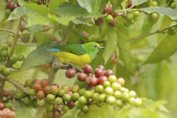 Exotic birds with fruits. Cute birds. Beautiful tanager Blue-naped Chlorophonia, Chlorophonia cyanea, exotic tropical green songbird from Colombia. Wildlife from South America. Birdwatching Colombia