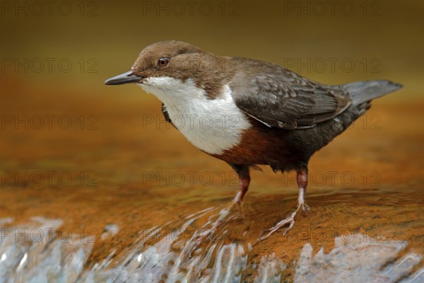 White-throated Dipper, Cinclus cinclus, brown bird with white throat in the river, waterfall in the background, animal behavior in the nature habitat, with food in the bill, nesting time, wildlife Germany