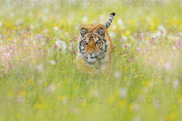 Tiger with pink and yellow flowers. Amur tiger walk in the cotton grass. Flowered meadow with dangerous animal. Wildlife from summer Russia. Big cat in the nature habitat, sunny day in spring