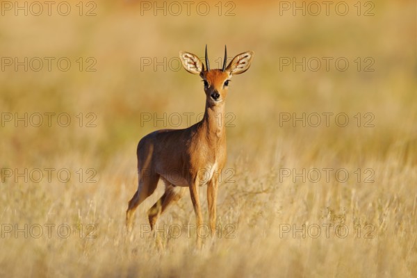 Steenbok, Raphicerus campestris, sunset evening light, grassy nature habitat, Kgalagadi, Botswana. Wildlife scene from nature. Animal on the meadow. Deer in the wild Africa