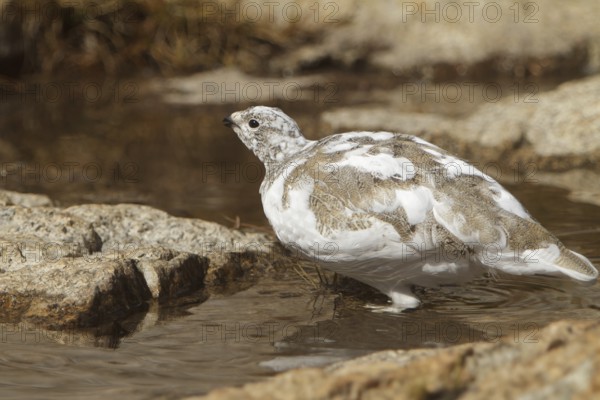 White-tailed Ptarmigan (Lagopus leucura), California, USA