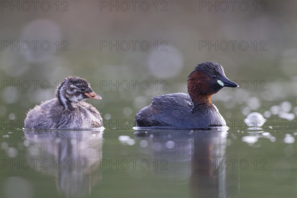 Little Grebe (Tachybaptus ruficollis) adult with chick, North Rhine-Westphalia, Germany