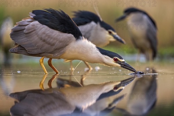 Black-crowned Night Heron (Nycticorax nycticorax) group hunting, Kiskunsag National Park, Hungary