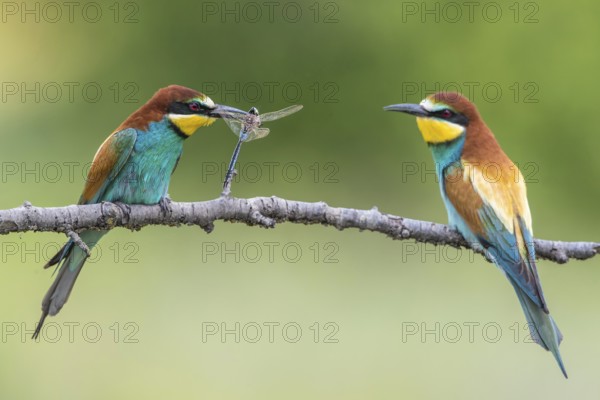 European Bee-eater (Merops apiaster) pair displaying, presentation of a Lesser emperor (Anax parthenope) as bridal gift, Subotica, Serbia