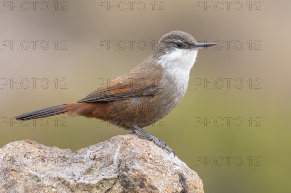 Crag Chilia (Ochetorhynchus melanurus) perched on a rock, Metropolitana, Chile