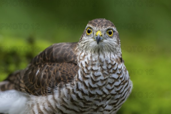 Eurasian Sparrowhawk (Accipiter nisus) female, Netherlands