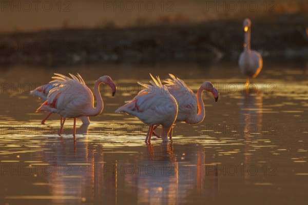 Greater Flamingo (Phoenicopterus roseus), Greece