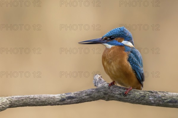 Common Kingfisher (Alcedo atthis) male perched on a branch, Alsace, France