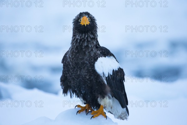 Steller's Sea Eagle (Haliaeetus pelagicus) on snow, Hokkaido, Japan