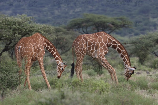 Reticulated Giraffes (Giraffa camelopardalis reticulata) two young male grazing, Samburu National Reserve, Kenya