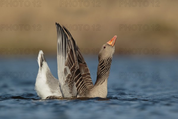 Greylag Goose (Anser anser) male dislplaying, Utrecht, Netherlands