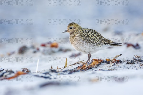 European Golden Plover (Pluvialis apricaria), Mecklenburg-Western Pomerania, Germany
