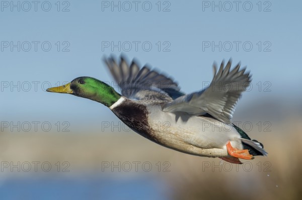 Mallard (Anas platyrhynchos) male flying, Schleswig-Holstein, Germany