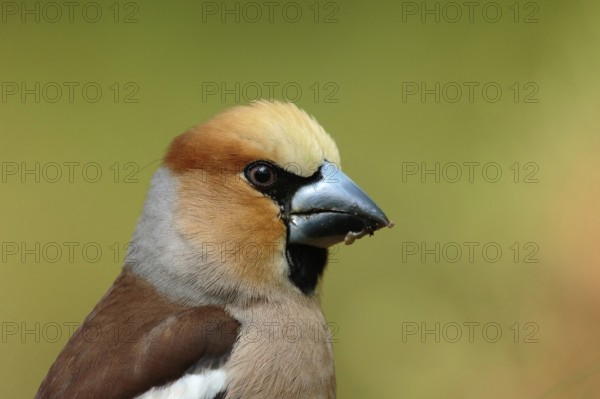 Appelvink, Hawfinch, Coccothraustes coccothraustes