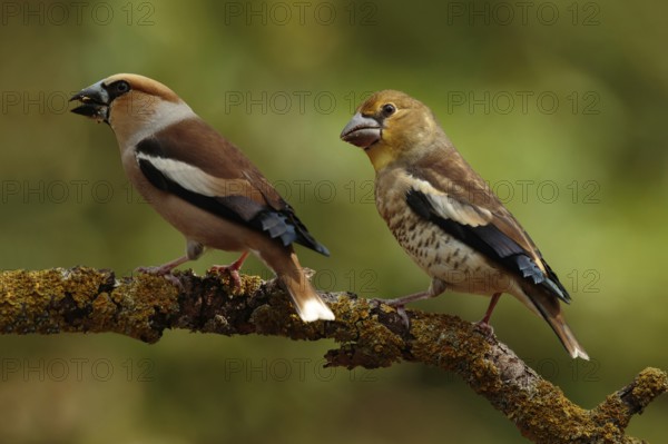 Appelvink bedelend op tak, Hawfinch begging on branch