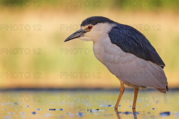 Black-crowned Night Heron (Nycticorax nycticorax) hunting, Hungary