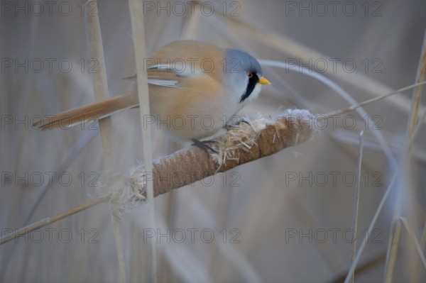 Bearded Reedling (Panurus biarmicus) male feeding on cattail seed, Thuringia, Germany