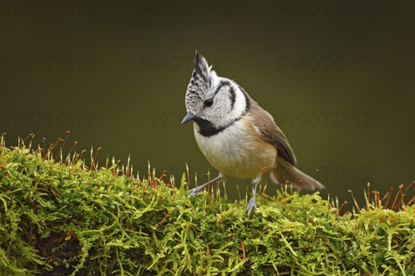 Crested Tit sitting, Songbird on beautiful green moss lichen branch with clear green background. Bird with crest, Czech Republic Bird in the nature green moss habitat. Wildlife Europe, songbird