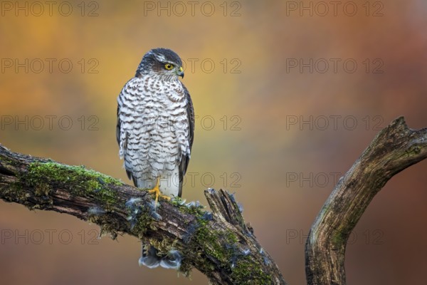 Eurasian Sparrowhawk (Accipiter nisus) perched on a branch, Saxony-Anhalt, Germany