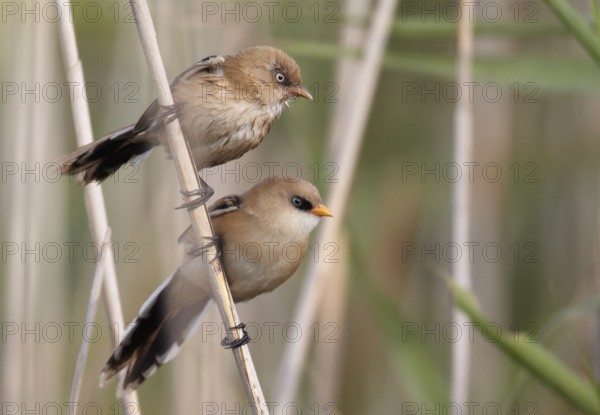 Bearded Reedling (Panurus biarmicus) juvenile, Mecklenburg-Western Pomerania, Germany