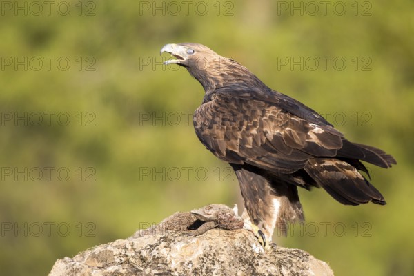 Golden Eagle (Aquila chrysaetos) male, Andalusia, Spain