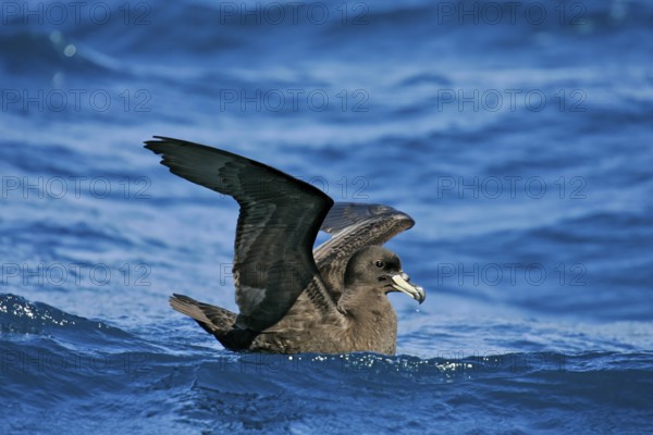 Westland Petrel (Procellaria westlandica), South Island, New Zealand