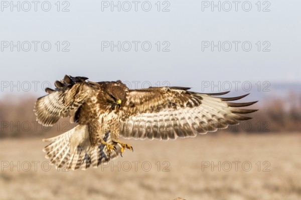 Common Buzzard (Buteo buteo) landing, Castile-La Mancha, Spain