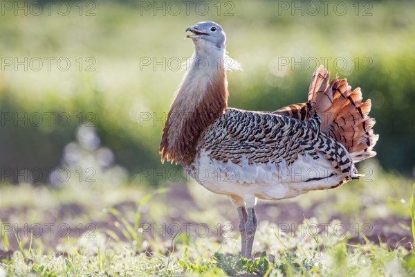 Great Bustard (Otis tarda) male calling, Extremadura, Spain
