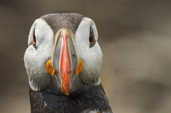 Atlantic Puffin (Fratercula arctica) adult portrait, Farne Islands, United Kingdom