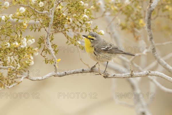 Grace's Warbler (Setophaga graciae) female, California, USA