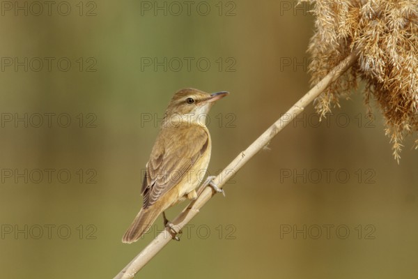 Great Reed Warbler (Acrocephalus arundinaceus), perched on marsh grass, Castile-La Mancha, Spain