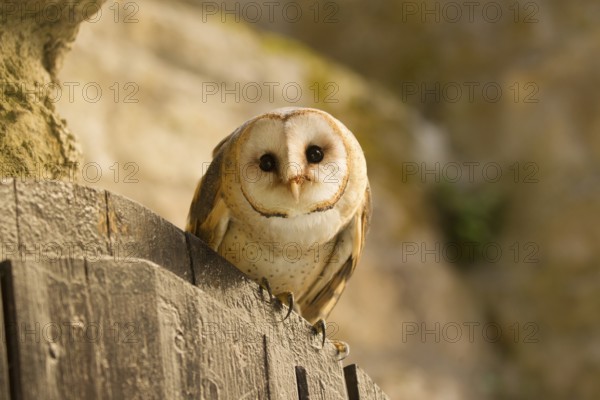 Western Barn Owl (Tyto alba), Germany