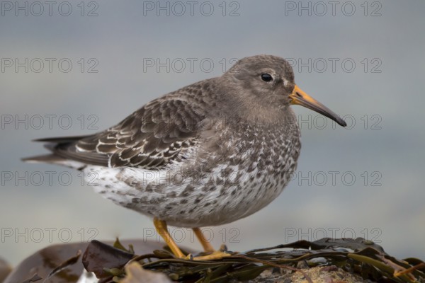 Purple Sandpiper (Calidris maritima), Finnmark, Norway
