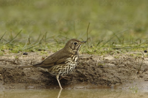 Song Thrush (Turdus philomelos), Andalusia, Spain