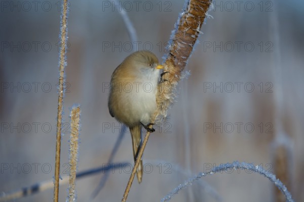 Bearded Reedling (Panurus biarmicus) female feeding on cattail seed, Thuringia, Germany