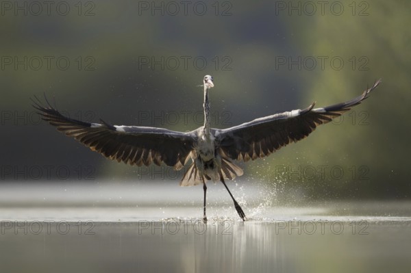 Grey Heron (Ardea cinerea), Portugal