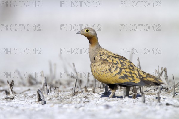 Black-bellied Sandgrouse (Pterocles orientalis) male, Castile-La Mancha, Spain