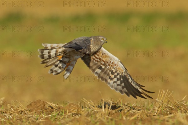 Montagu's Harrier (Circus pygargus) male flying, Rhineland-Palatinate, Germany
