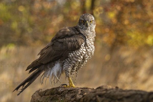 Northern Goshawk (Accipiter gentilis), Subotica, Serbia