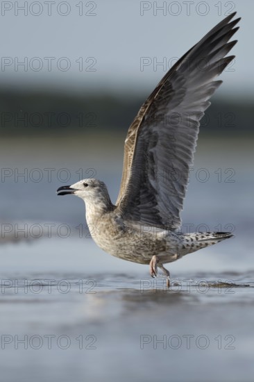 Lesser Black-backed Gull (Larus fuscus fuscus) juvenile taking flight, Mecklenburg-Western Pomerania, Germany