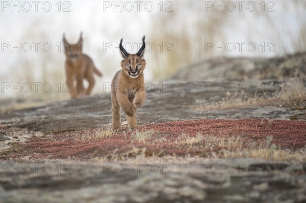 Caracal (Caracal caracal) two cubs playing, Castile-La Mancha, Spain