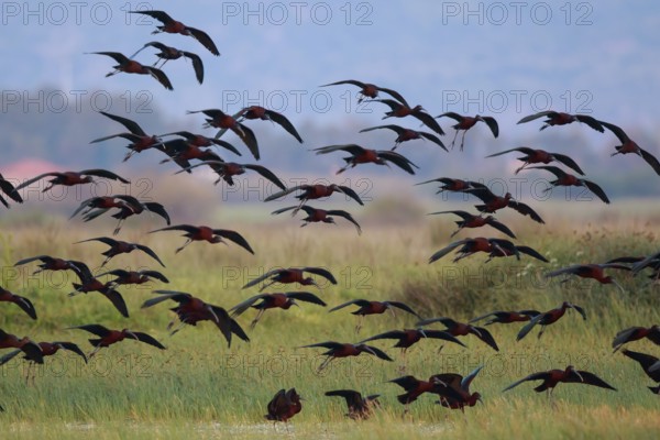 Glossy Ibis (Plegadis falcinellus) group flying, Lesvos, Greece