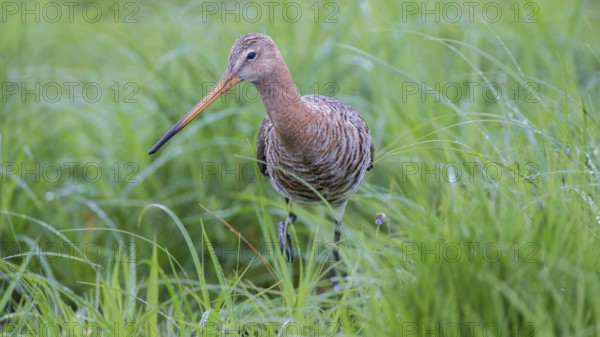 Black-tailed Godwit (Limosa limosa), Lower Saxony, Germany