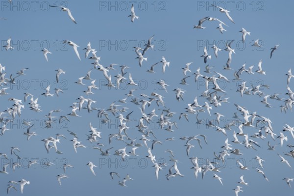 Sandwich Tern (Thalasseus sandvicensis) flock in flight, Schleswig-Holstein, Germany