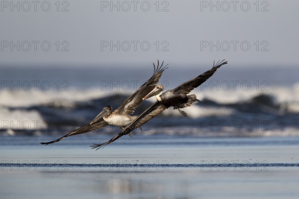 Brown Pelican (Pelecanus occidentalis) juveniles flying over the surf on the beach, Santa Rosa, Guatemala